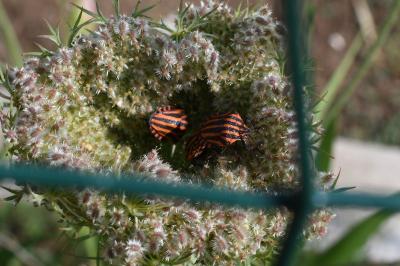 <i>Graphosoma italicum</i>