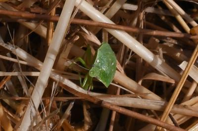 <i>Nezara viridula</i>