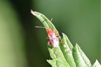 <i>Rhopalus subrufus</i>