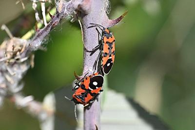 <i>Lygaeus equestris</i>