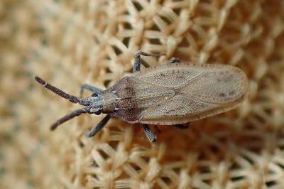 <i>Catoplatus carthusianus</i>