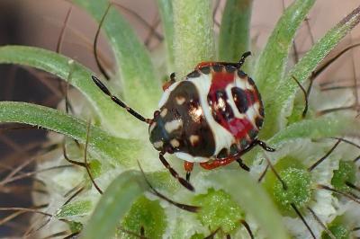 <i>Carpocoris</i>