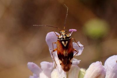 <i>Lygus pratensis</i>