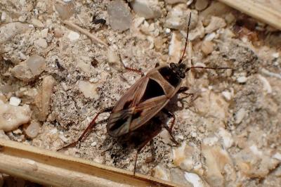 <i>Xanthochilus quadratus</i>