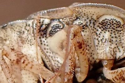 <i>Sciocoris macrocephalus</i>