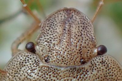 <i>Sciocoris macrocephalus</i>