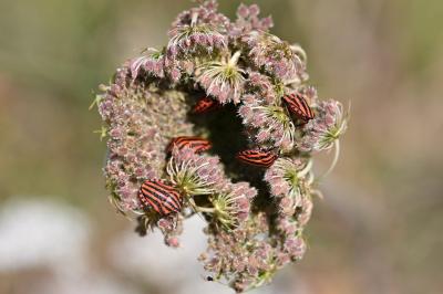 <i>Graphosoma italicum</i>