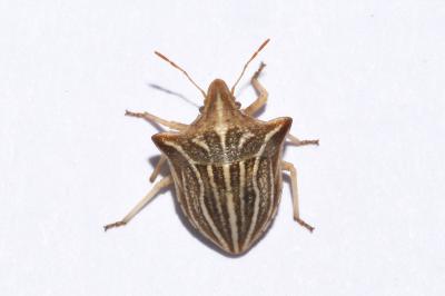 <i>Ancyrosoma leucogrammes</i>