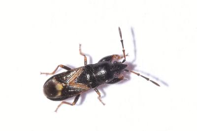 <i>Megalonotus praetextatus</i>