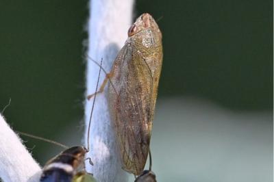 <i>Aphrophora</i>