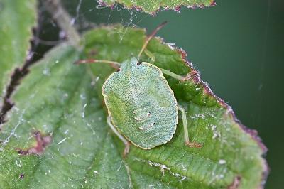 <i>Palomena prasina</i>