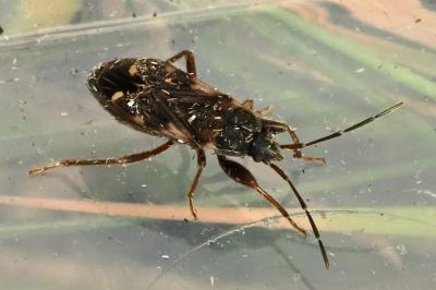 <i>Eremocoris podagricus</i>