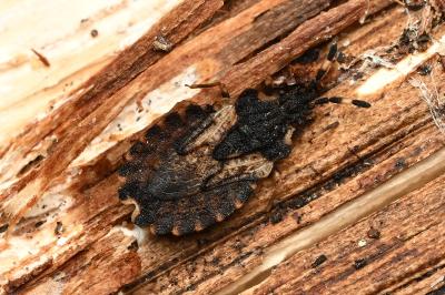 <i>Aradus versicolor</i>