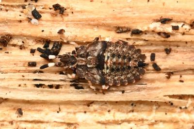 <i>Aradus versicolor</i>