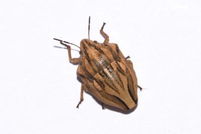<i>Odontotarsus purpureolineatus</i>