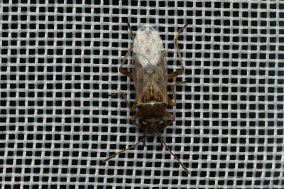 <i>Nysius</i>