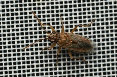 <i>Nysius</i>