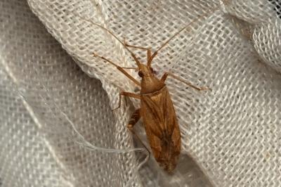 <i>Phytocoris</i>