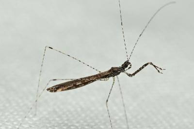<i>Empicoris rubromaculatus</i>