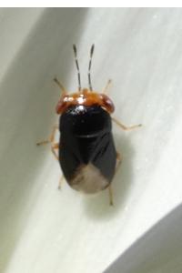 <i>Geocoris erythrocephalus</i>