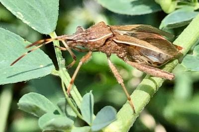 <i>Camptopus lateralis</i>
