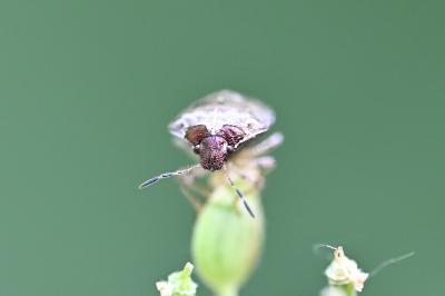 <i>Stagonomus venustissimus</i>