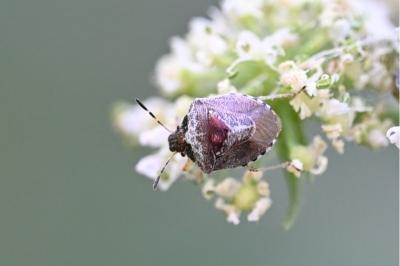 <i>Stagonomus venustissimus</i>