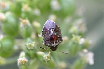 <i>Stagonomus venustissimus</i>