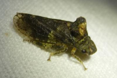 <i>Ledra aurita</i>