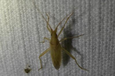 <i>Stenodema laevigata</i>