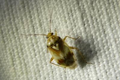 <i>Lygus pratensis</i>