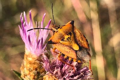 <i>Carpocoris mediterraneus</i>