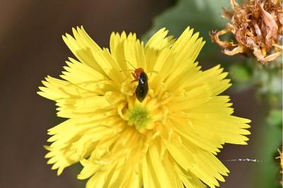 <i>Geocoris erythrocephalus</i>