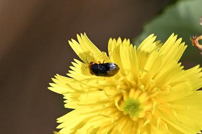 <i>Geocoris erythrocephalus</i>