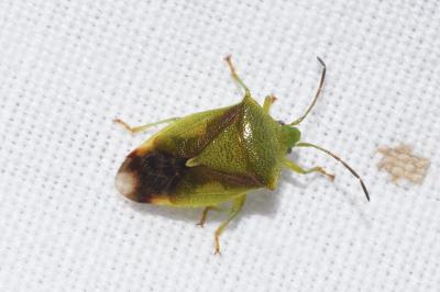 <i>Elasmostethus</i>
