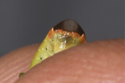 <i>Elasmostethus</i>