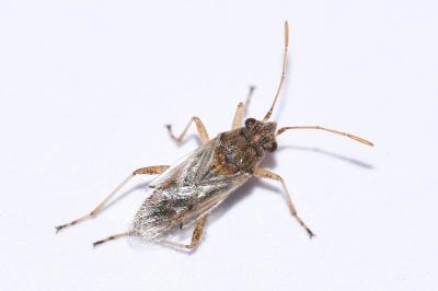 <i>Nysius graminicola</i>