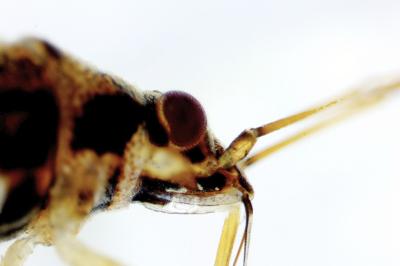 <i>Nysius graminicola</i>