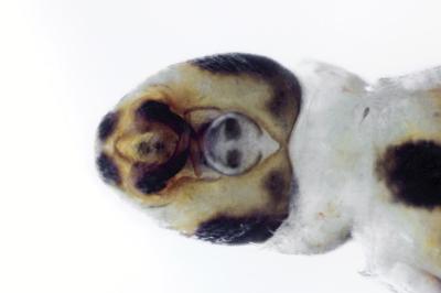 <i>Nysius graminicola</i>