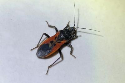 <i>Peirates hybridus</i>
