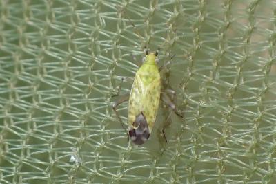<i>Macrotylus paykullii</i>