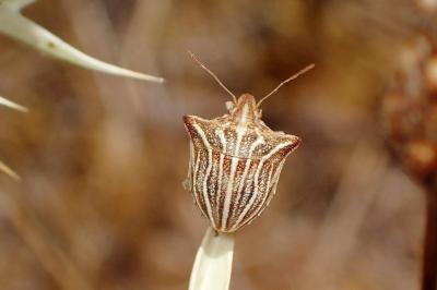 <i>Ancyrosoma leucogrammes</i>