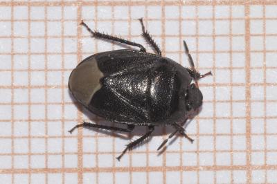 <i>Sehirus luctuosus</i>
