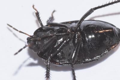<i>Sehirus luctuosus</i>