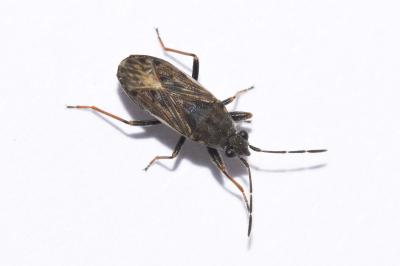 <i>Peritrechus gracilicornis</i>