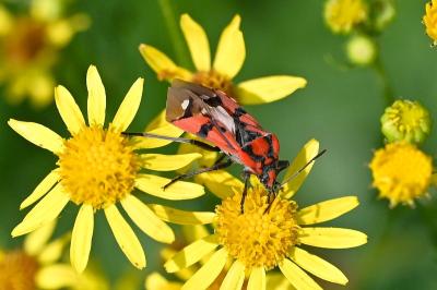 <i>Spilostethus pandurus</i>