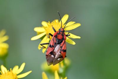 <i>Spilostethus pandurus</i>