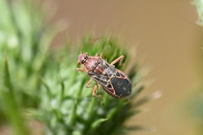 <i>Liorhyssus hyalinus</i>