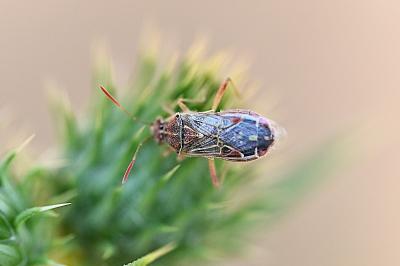 <i>Liorhyssus hyalinus</i>