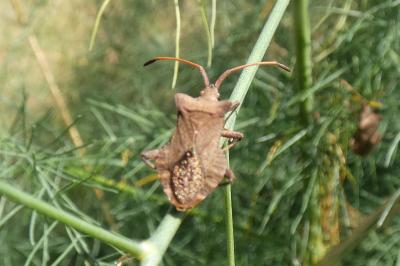 <i>Coreus marginatus</i>